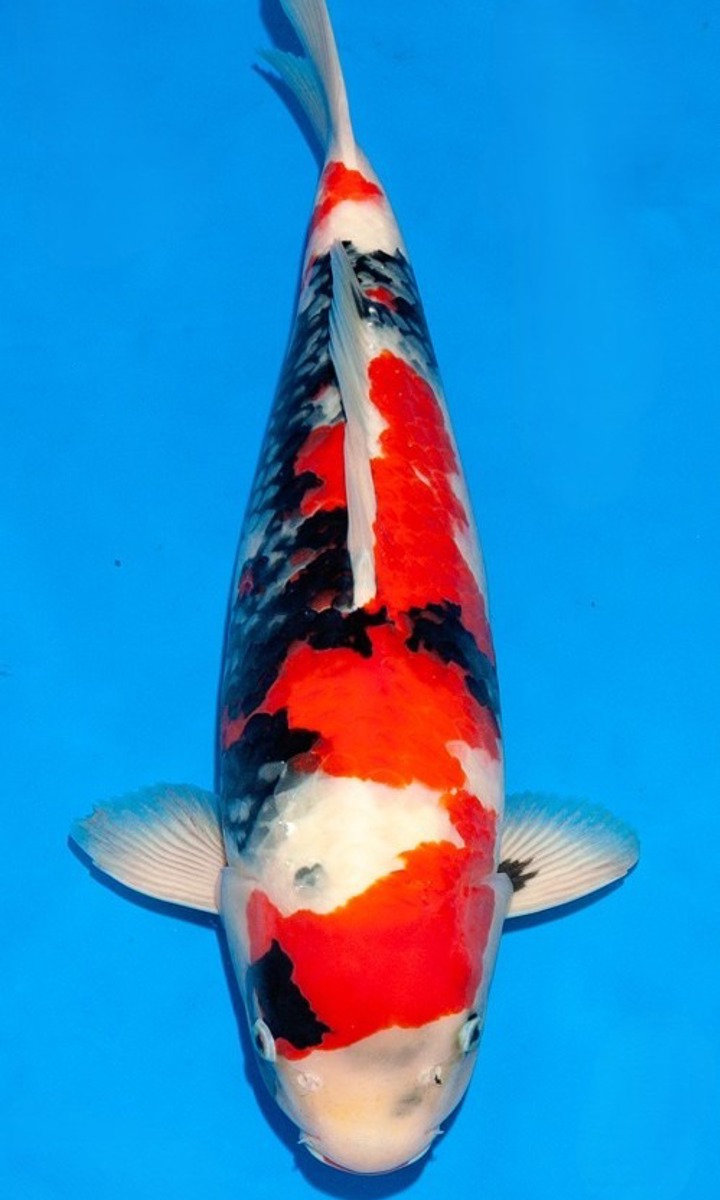 Koi picture